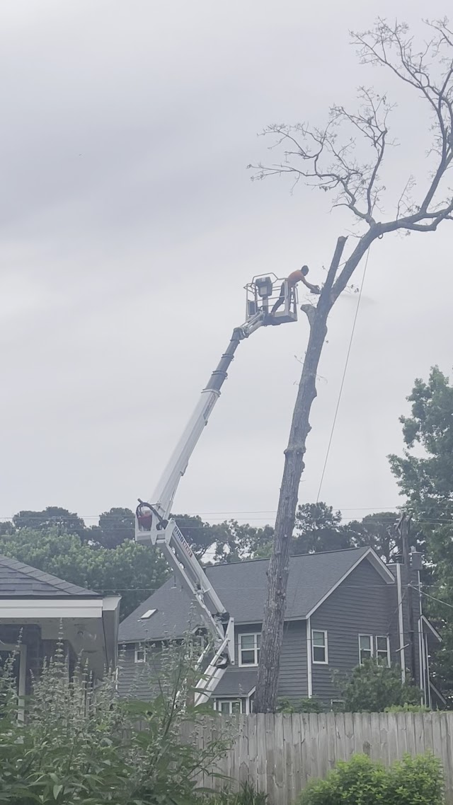 Herrington Tree Services photo 2