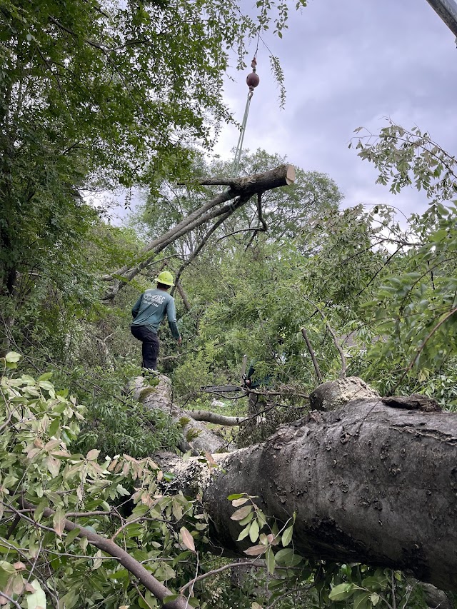 J&C Tree Experts