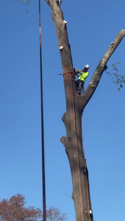 J&C Tree Experts photo 2