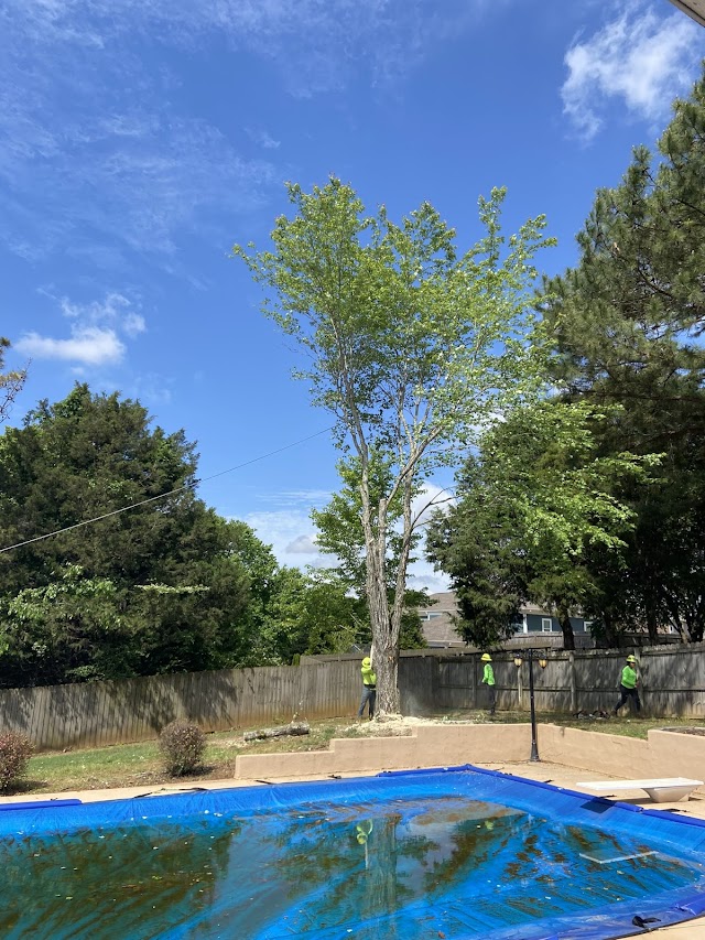 J&C Tree Experts photo 4