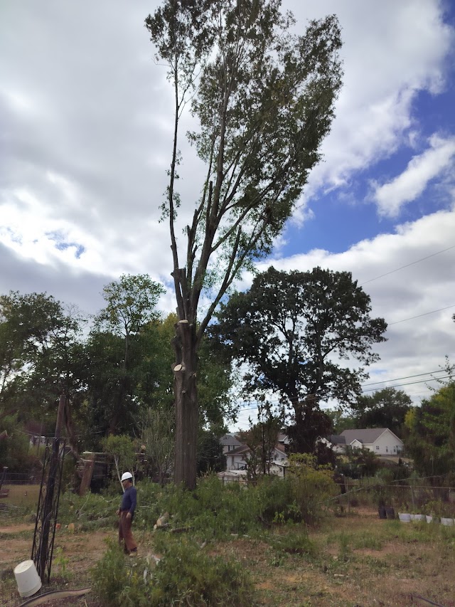 Joe Pitts Tree Services