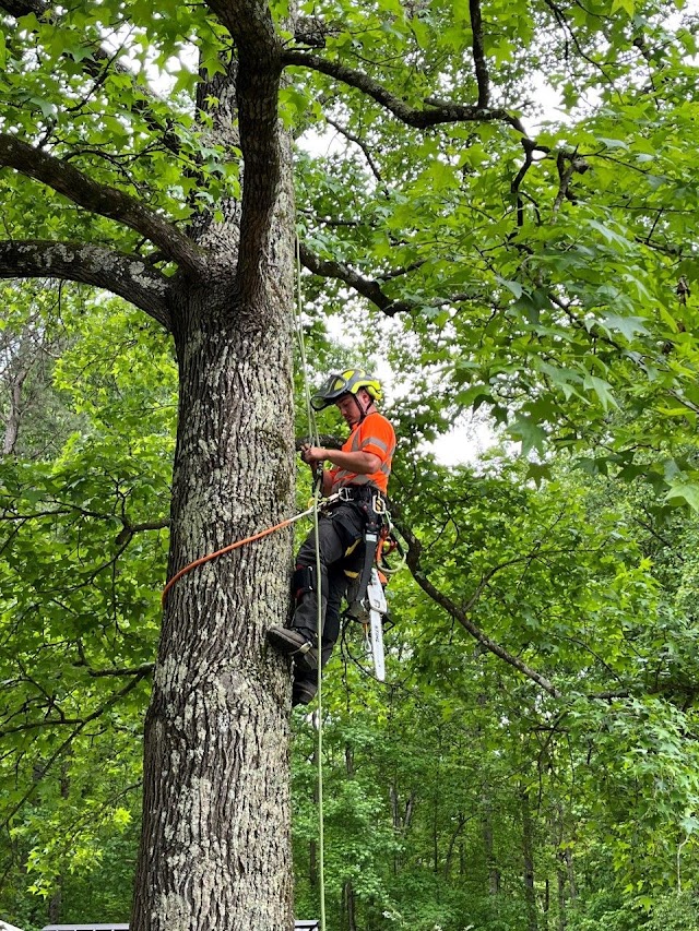 Jones Tree Service photo 4