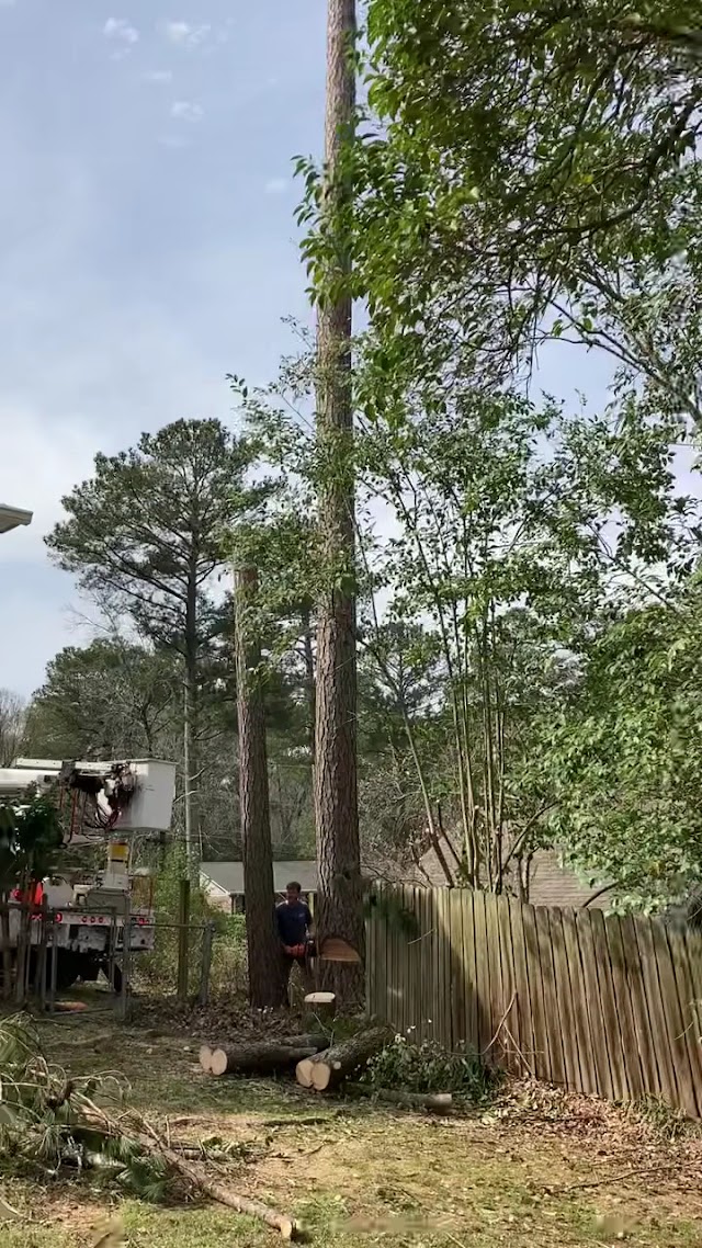 Keene Tree Service photo 3