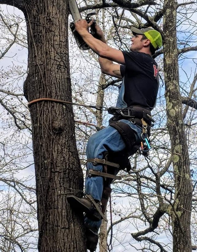 Keith's Tree Service photo 4