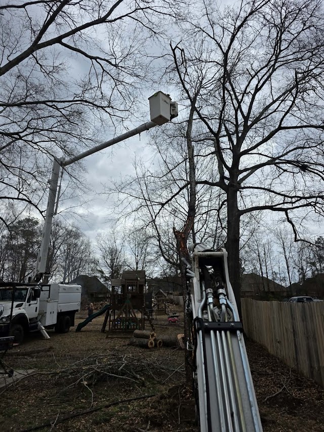 Lake Joy Tree Removal photo 2