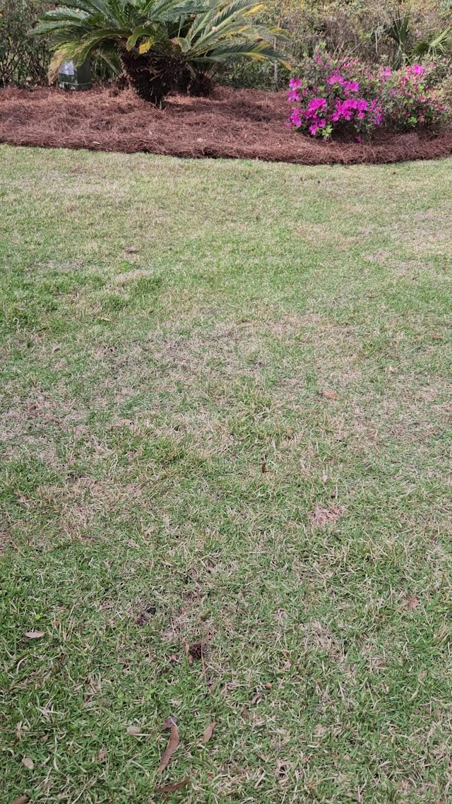 LAWN TEACHER photo 3