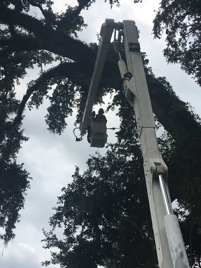 Lewis Tree Services photo 4