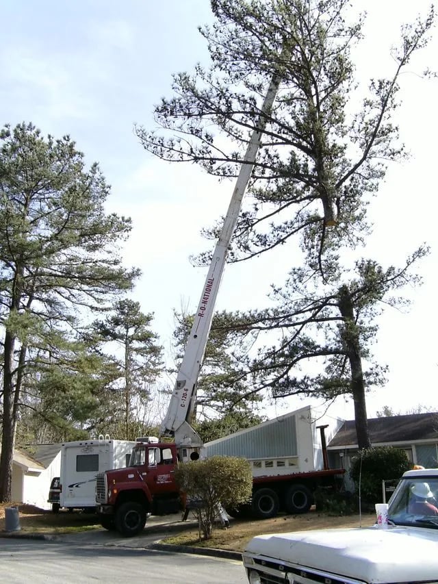 Linander's Tree Service LLC photo 2