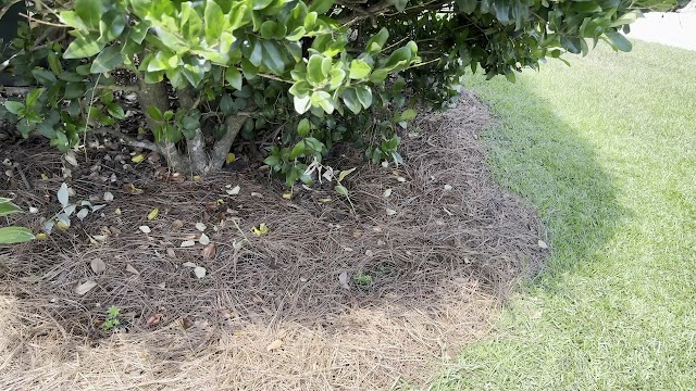 Lion Lawn Care - Maintenance & Landscaping photo 3
