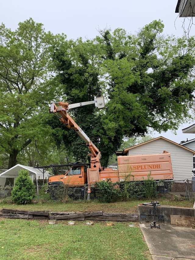 Martin Tree Services photo 2