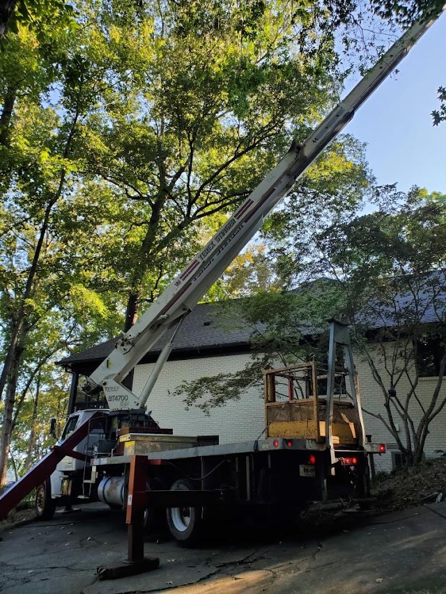 Martin Tree Services photo 3