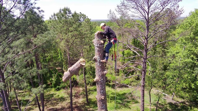 Martin Tree Services photo 4