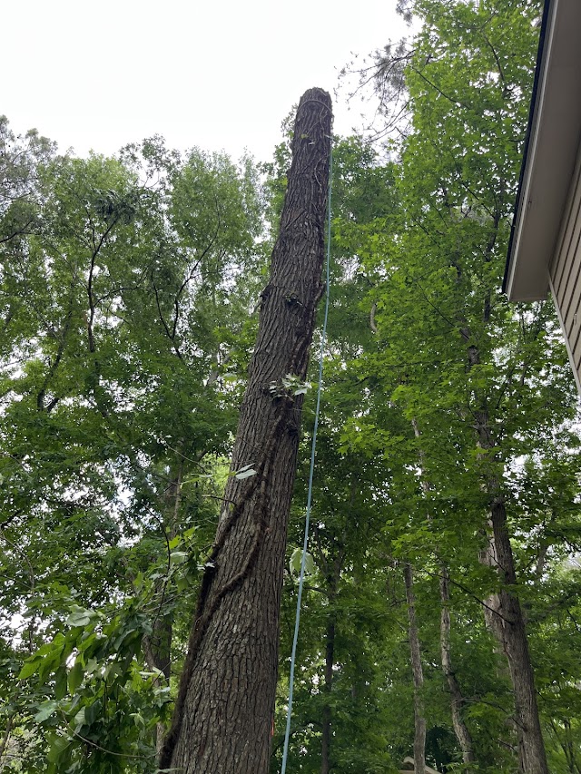 Martinez Tree Care & Landscaping LLC photo 1