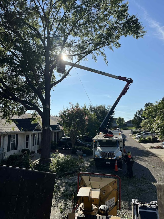 Matias tree service