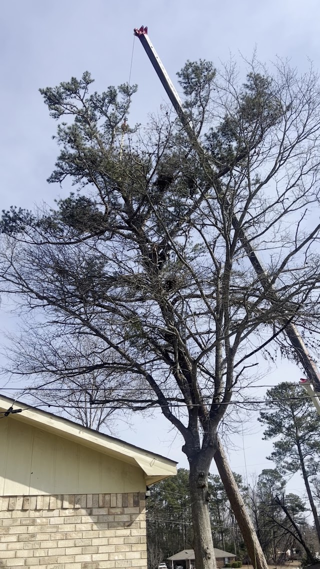 Matias tree service photo 3
