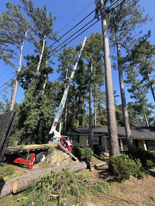 Matias tree service photo 4