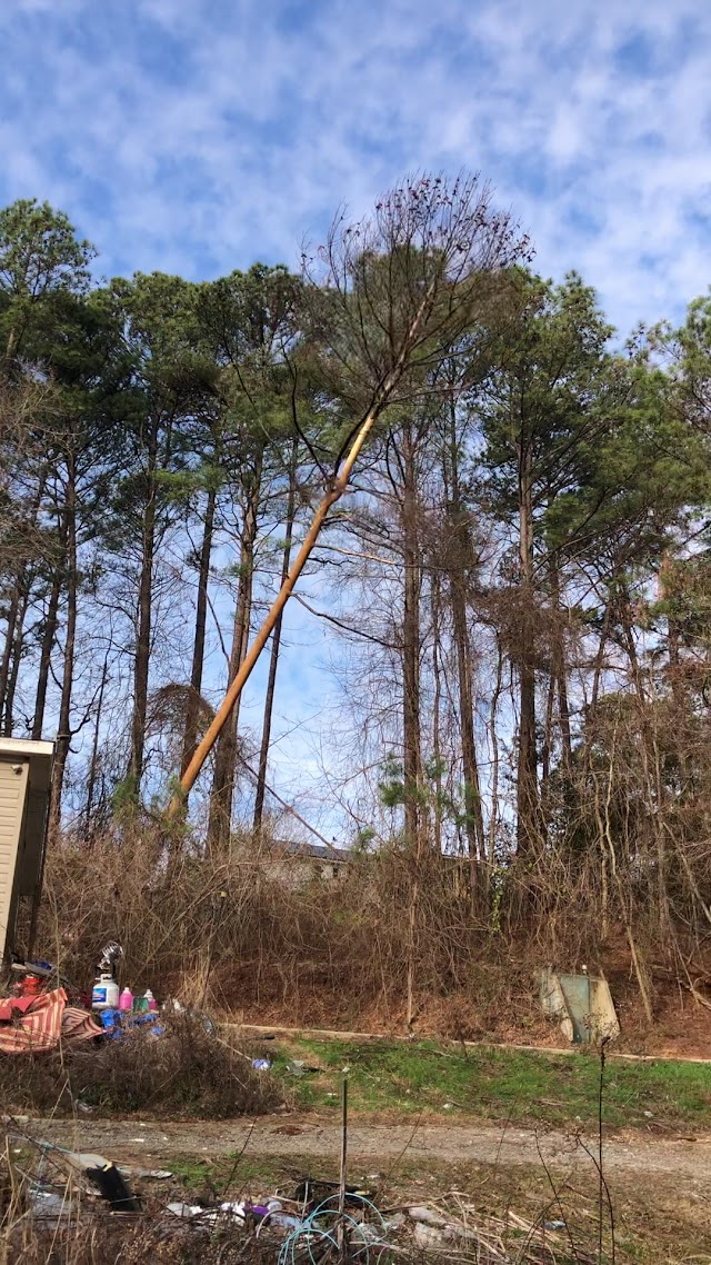 McCool Tree Services