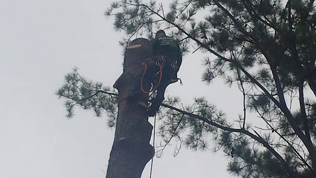 Mejicanos Tree Care