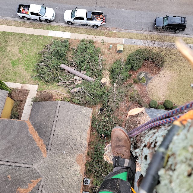 Mejicanos Tree Care photo 2