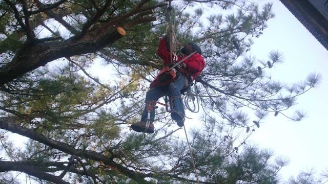 Mejicanos Tree Care photo 4