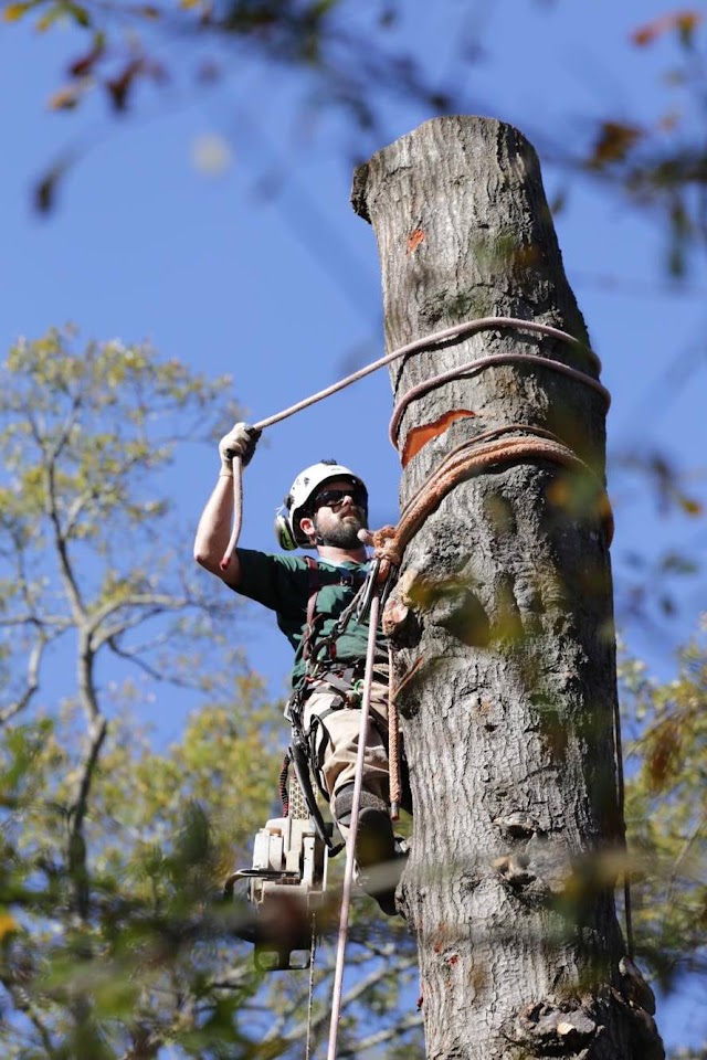 Mighty Fine Tree Care photo 4