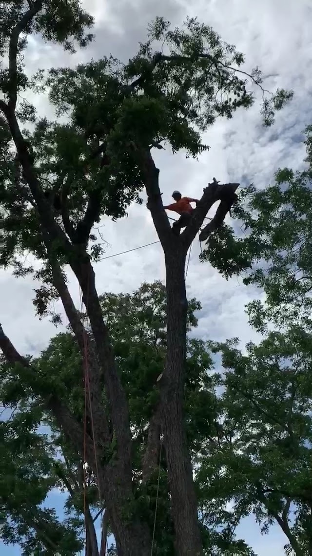 Mike's Tree Service photo 4