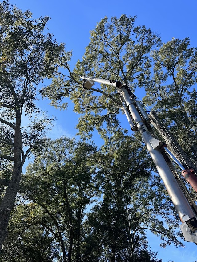 Mobile Land and Tree photo 2