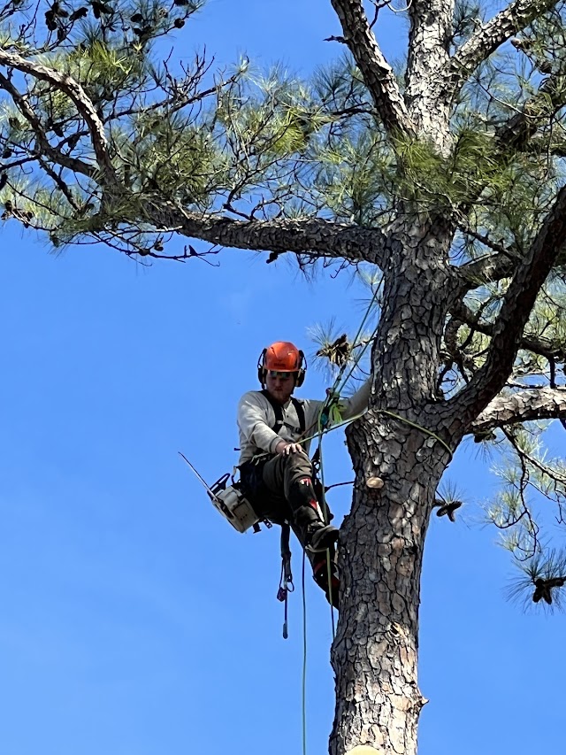 Montgomery Inc. Tree Service photo 2
