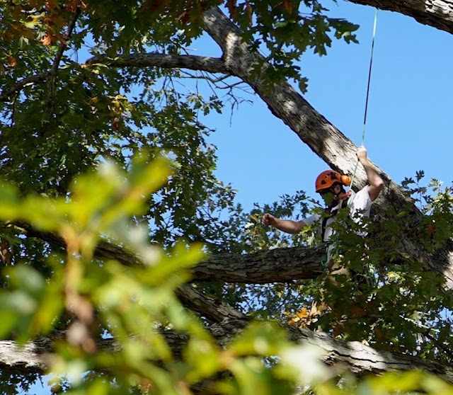 New Urban Forestry photo 2