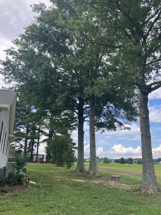 North Alabama Tree Service photo 2