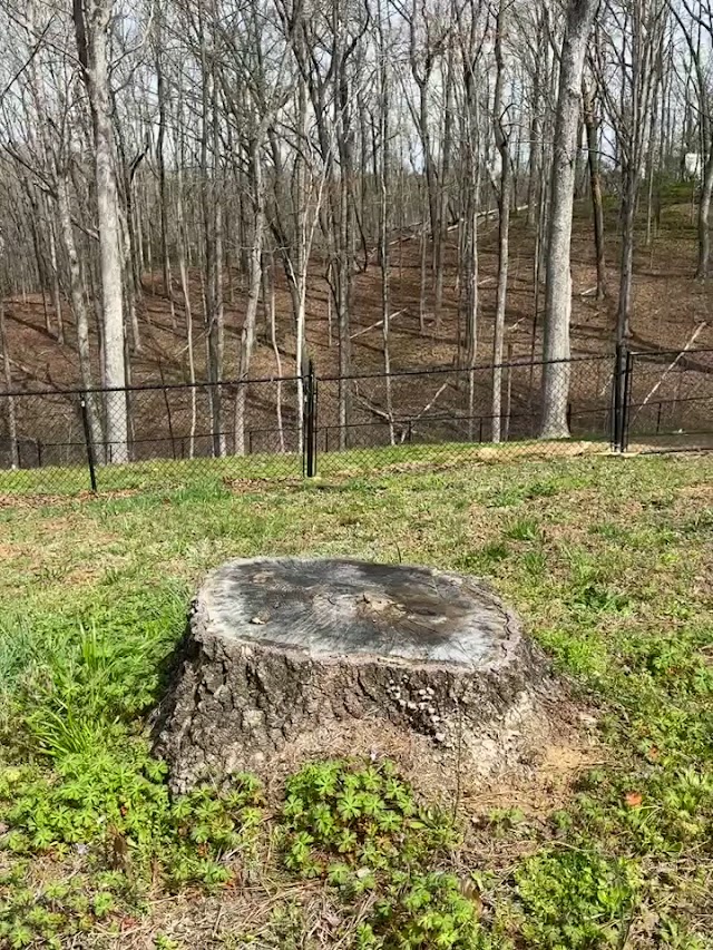 North Georgia Stump Removal LLC photo 3