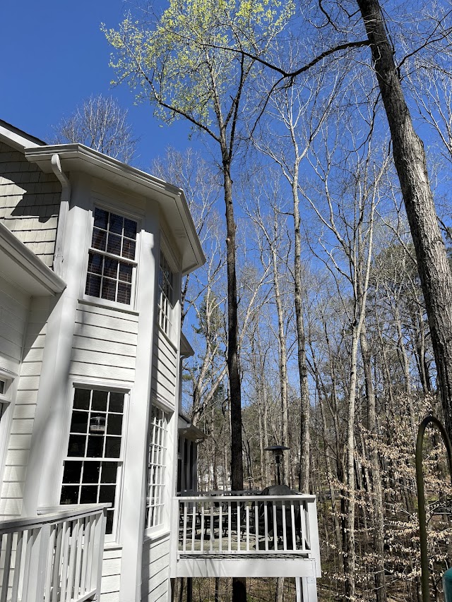 Northside Tree Professionals photo 4