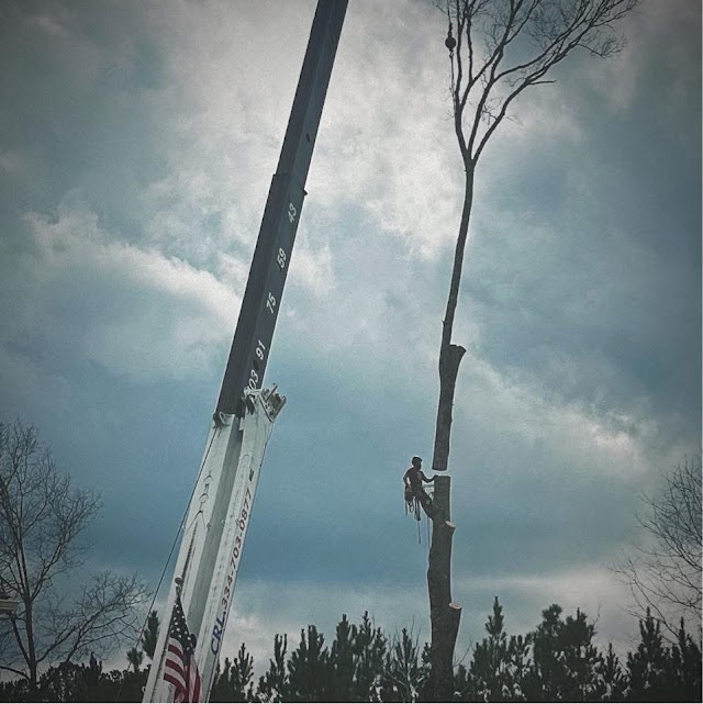 Oak Hill Arborist