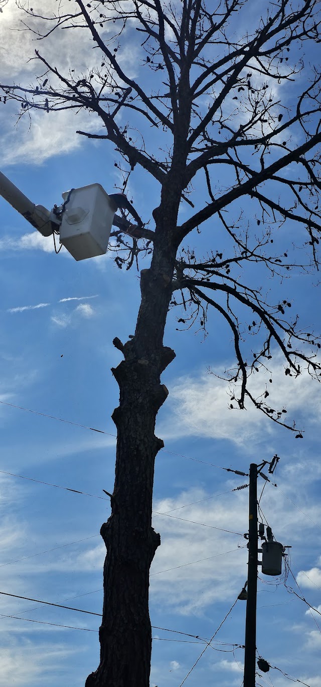 Patriot Tree Services