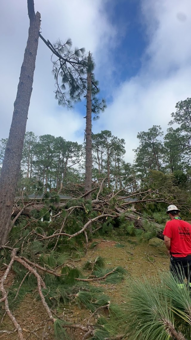 Patriot Tree Services photo 3