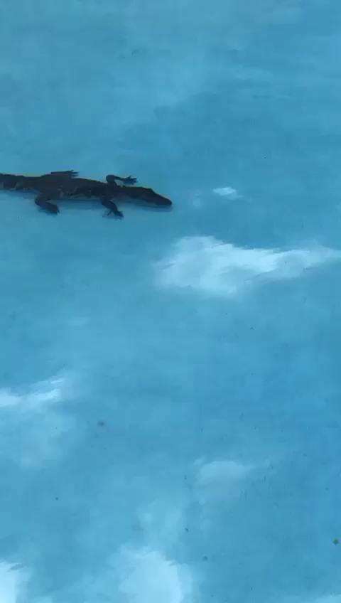 Perfect Pools photo 3