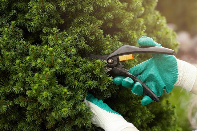 Plowz & Mowz Lawn Care Service photo 4