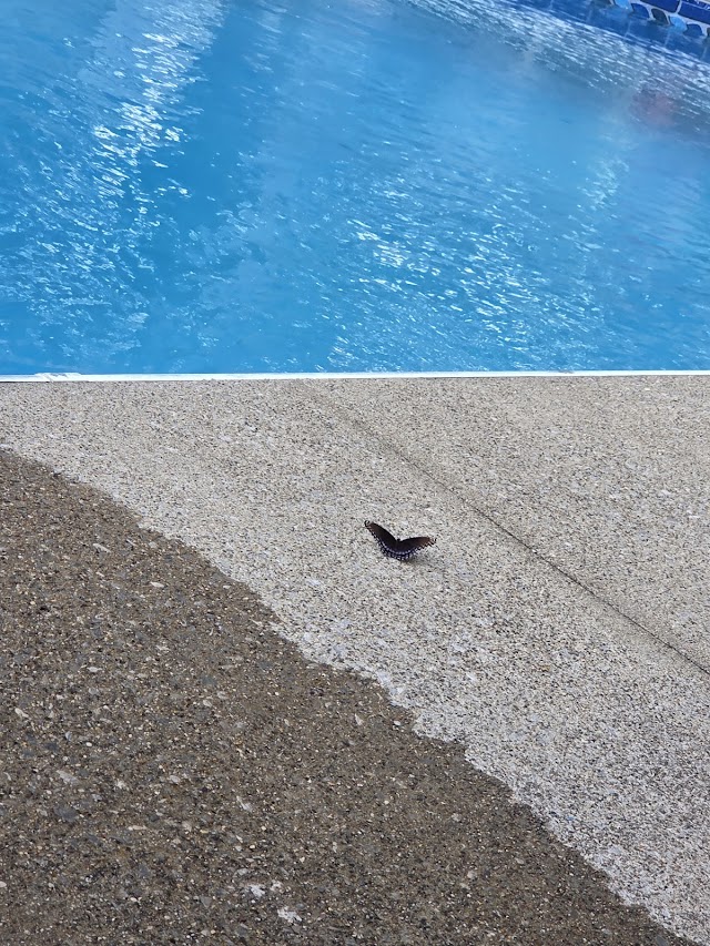 Pool Equipment & Supply photo 3