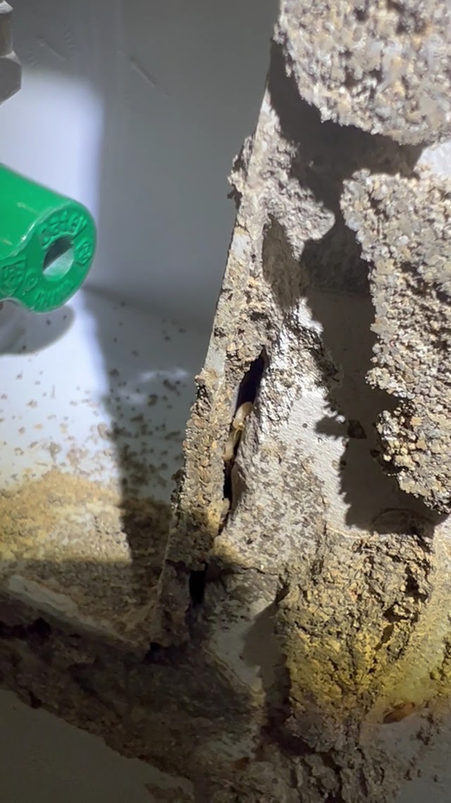 PURCOR Pest Solutions photo 3