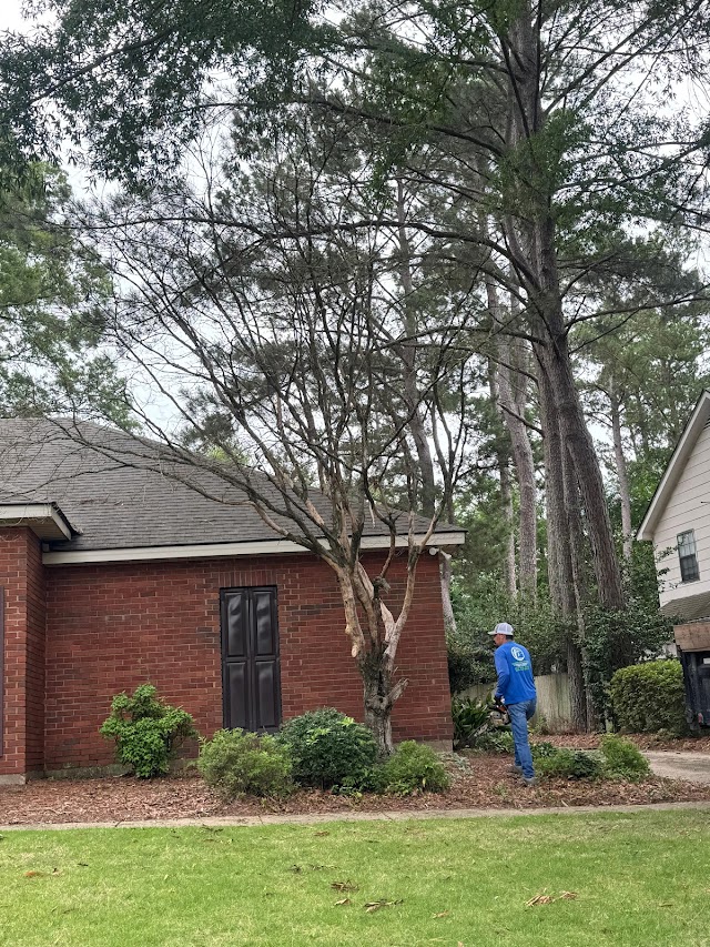 Ramos Tree Service photo 2