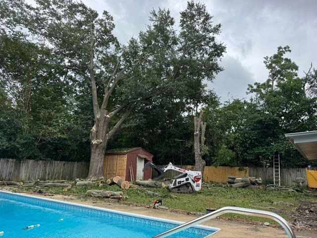 Ramos Tree Service photo 4