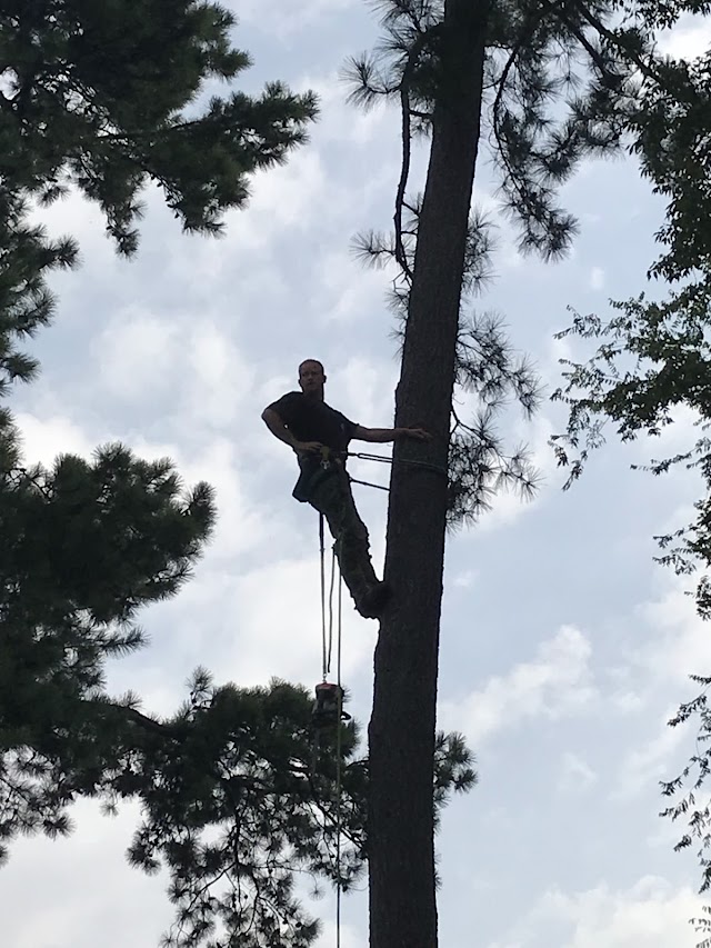 RedTop Tree Service, LLC photo 2