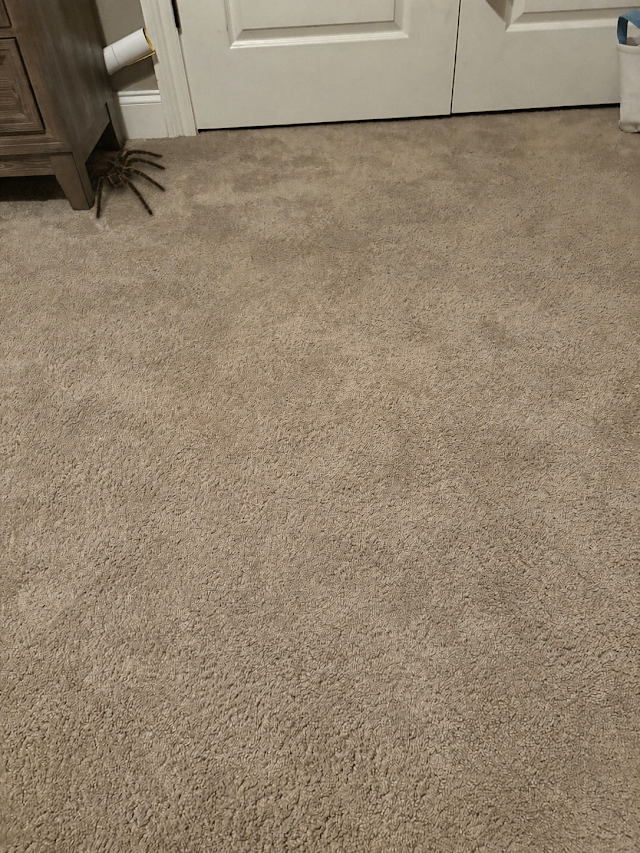 Reynolds Carpet Care photo 2