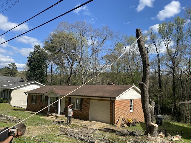 Robert Tree Service Company photo 4