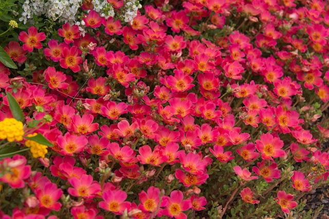 Rollin's Landscape Co., Inc. photo 2
