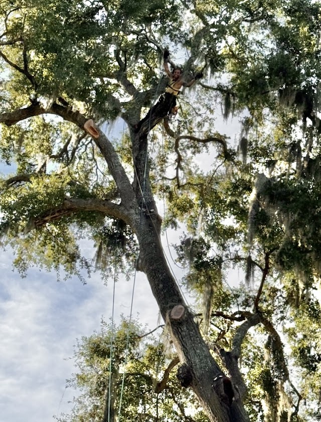 Savannah Tree Service LLC