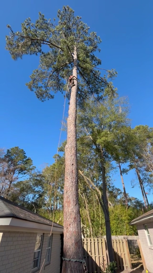 Savannah Tree Service LLC photo 3