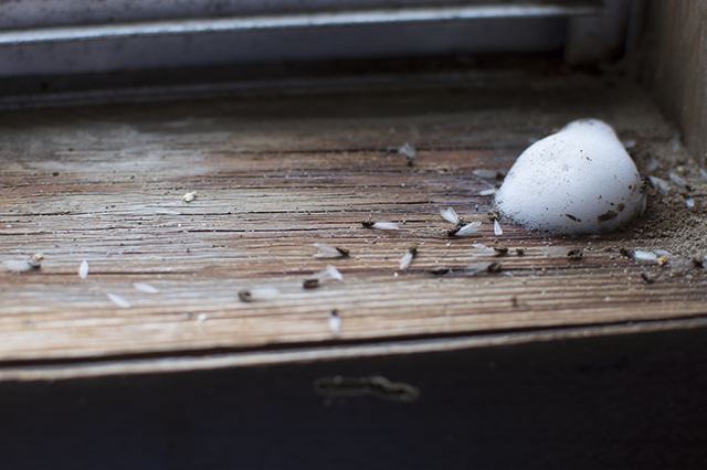 Sims Pest Control photo 2