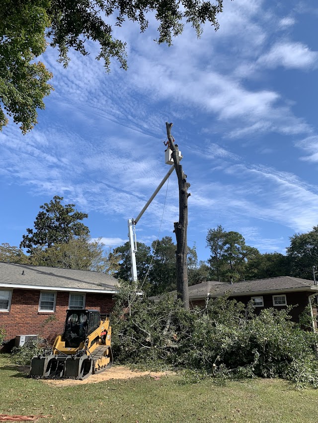 Skyscape Tree & Debris