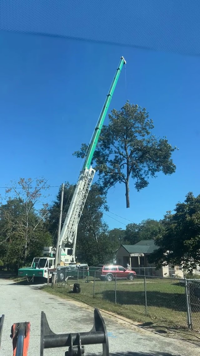 Southern Grind Stump & Tree Removal photo 3